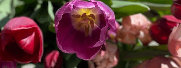 Ethel’s Maine